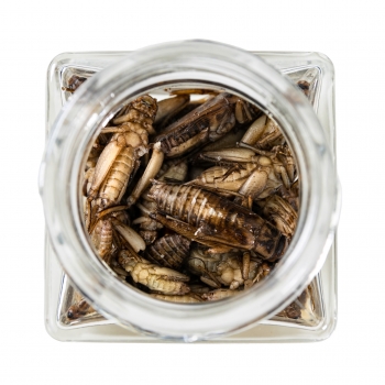 Blanched Whole Crickets